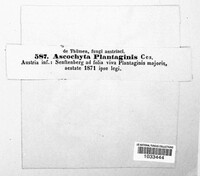 Mycosphaerella plantaginis image